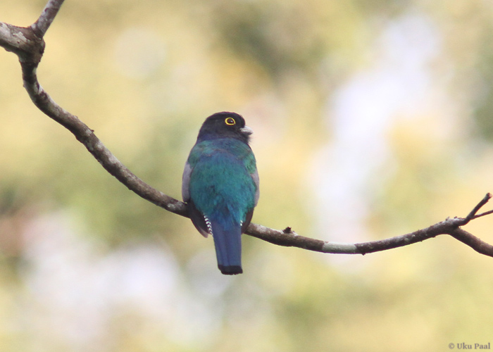 Herilase-järanokk (Trogon violaceus)
Panama, jaanuar 2014

UP
Keywords: violaceous trogon