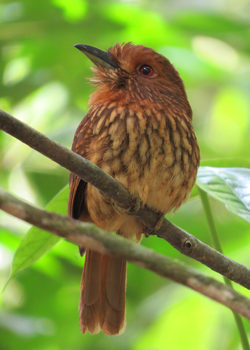 Ude-puhvlind (Malacoptila panamensis)
Panama, jaanuar 2014

Rene Ottesson
Keywords: whiskered puffbird