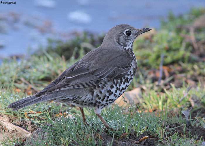 Hoburästas (Turdus viscivorus deichleri)
Maroko, märts 2011

UP
Keywords: mistle thrush