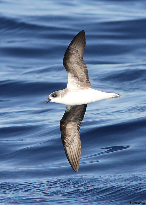 Gongon tormilind (Pterodroma feae) 
Madeira, august 2011

UP
Keywords: fea's petrel