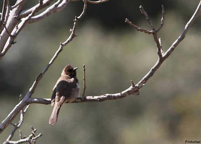 Aedbülbül (Pycnonotus barbatus)
Maroko, märts 2011

UP
Keywords: common bulbul