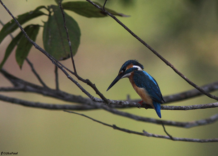 Jäälind (Alcedo atthis)
Birma, jaanuar 2012

UP
Keywords: kingfisher