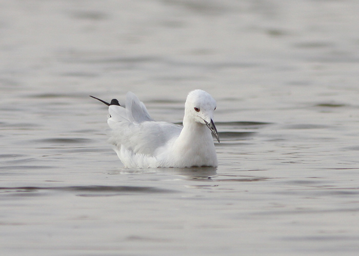 Salenokk-kajakas (Larus genei)
Eilat

Mariliis Märtson
