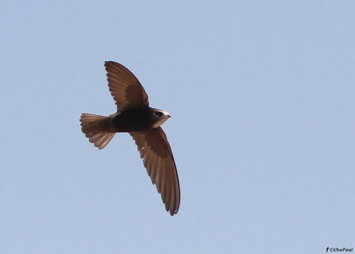 Väikepiiritaja (Apus affinis) 
Maroko, märts 2011

UP
Keywords: little swift