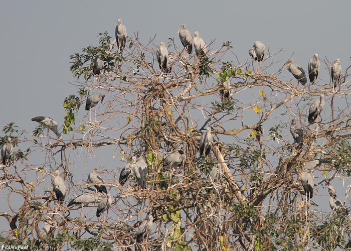 Valge-irvnokk (Anastomus oscitans)
Birma, jaanuar 2012

UP
Keywords: asian openbill