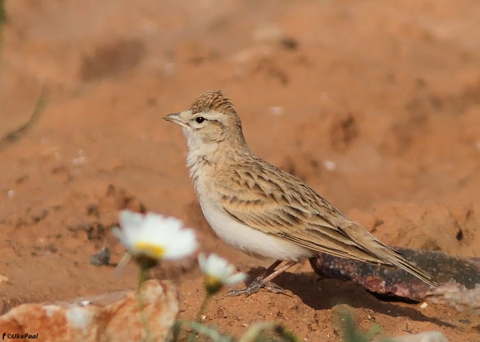 Välja-väikelõoke (Calandrella brachydactyla)
Maroko, märts 2011

UP
Keywords: short-toed lark