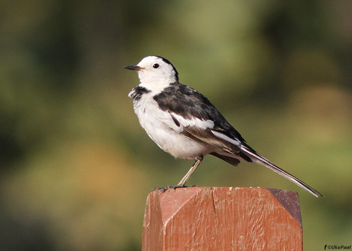 Linavästrik (Motacilla alba leucopsis)
Birma, jaanuar 2012

UP
Keywords: white wagtail