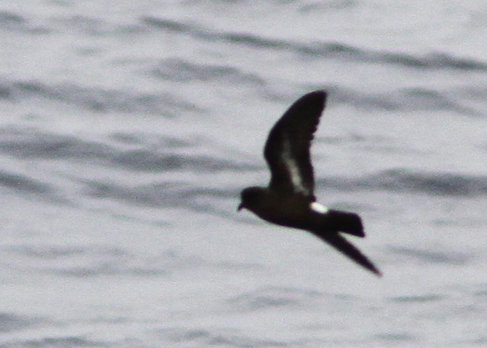 Atlandi tormipääsu (Hydrobates pelagicus)
Madeira, august 2011

UP
Keywords: storm petrel