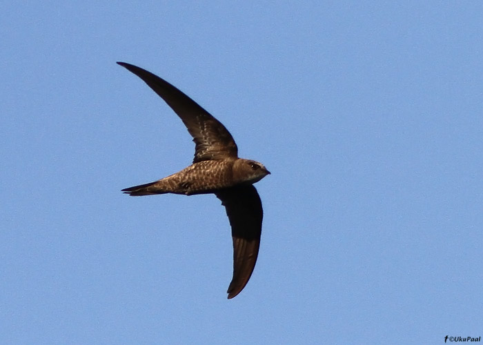 Randpiiritaja (Apus pallidus)
Maroko, märts 2011

UP
Keywords: pallid swift