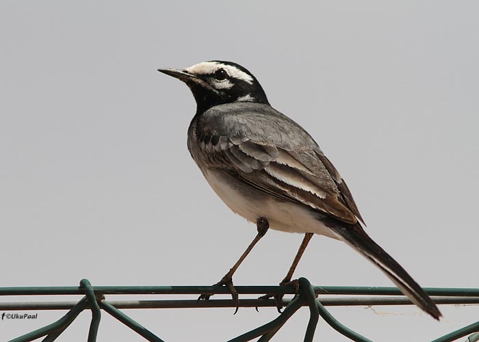 Maroko linavästrik (Motacilla alba subpersonata)
Maroko, märts 2011. Ilmselt käsitletakse sedagi alamliiki tulevikus eraldiseisva liigina.

UP
Keywords: moroccan wagtail