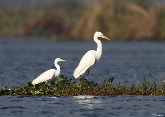 Egrettad
Birma, jaanuar 2012

UP
Keywords: egret