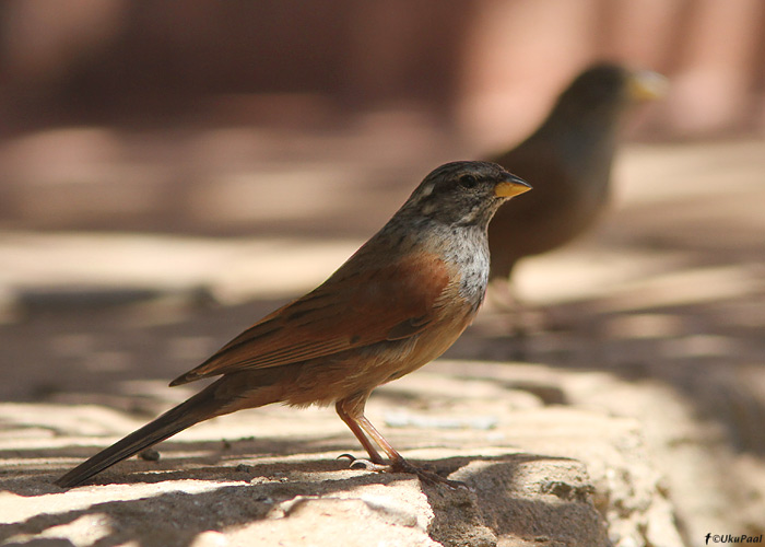 Külatsiitsitaja (Emberiza sahari)
Maroko, märts 2011

UP
Keywords: house bunting