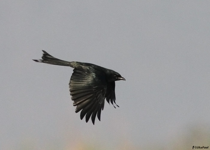 Nurmdrongo (Dicrurus macrocercus)
Birma, jaanuar 2012

UP
Keywords: black drongo