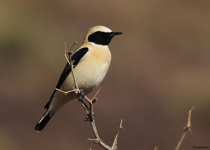 Vahemere kivitäks (Oenanthe hispanica)
Maroko, märts 2011

UP
Keywords: black-eared wheatear