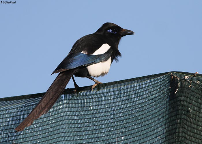 Berberi harakas (Pica pica mauritanica)
Maroko, märts 2011. Seegi alamliik ilmselt tõstetakse tulevikus liigi seisusse.

UP
Keywords: magpie