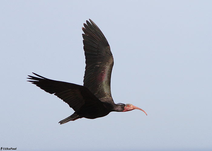 Kaljuiibis (Geronticus eremita)
Maroko, märts 2011

UP
Keywords: bald ibis