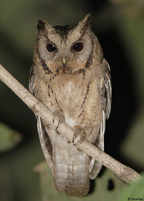 Kagu-kaeluspäll (Otus lempiji)
Birma, jaanuar 2012

UP
Keywords: collared scops owl