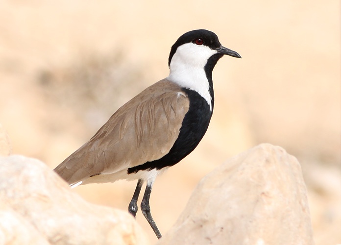 Valgekael-kiivitaja (Vanellus spinosus)
Kibbutz Lotan

Mariliis Märtson
