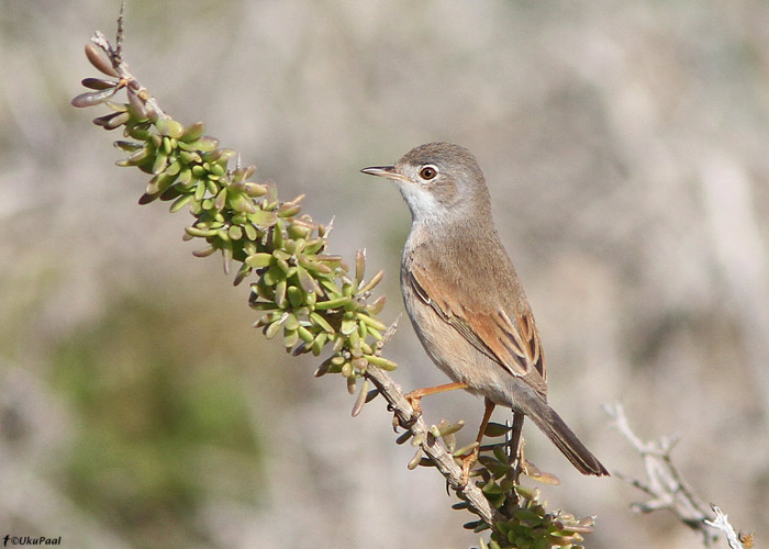 Kõnnu-põõsalind (Sylvia conspicillata)
Maroko, märts 2011

UP
Keywords: spectacled warbler