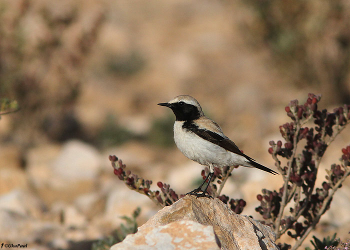 Kõrbe-kivitäks (Oenanthe deserti)
Maroko, märts 2011

UP
Keywords: desert wheatear