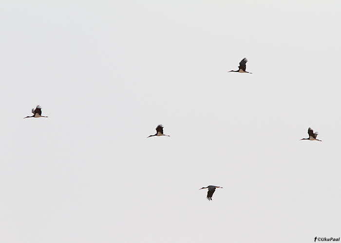 Must-toonekurgede (Ciconia nigra) rändeparv
Maroko, märts 2011

UP
Keywords: black stork