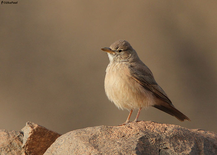 Kõrbelõoke (Ammomanes cincturus)
Maroko, märts 2011

UP
Keywords: desert lark