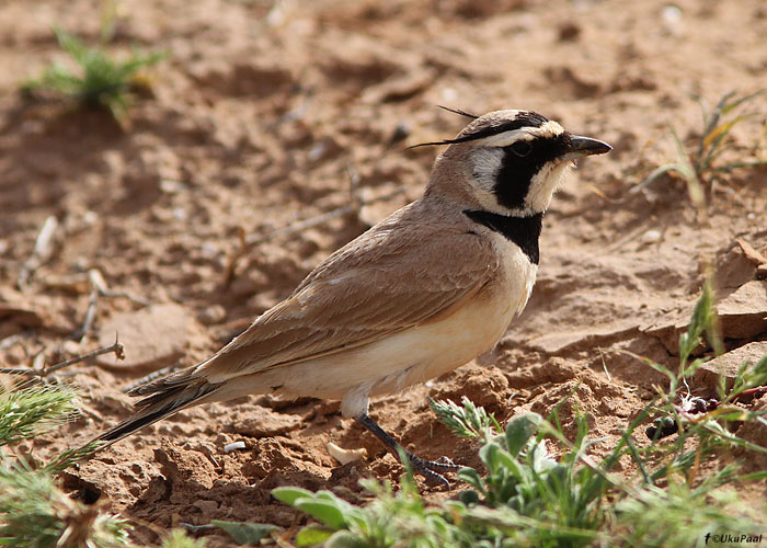 Kõrbe-sarviklõoke (Eremophila bilopha)
Maroko, märts 2011

UP
Keywords: temminck lark