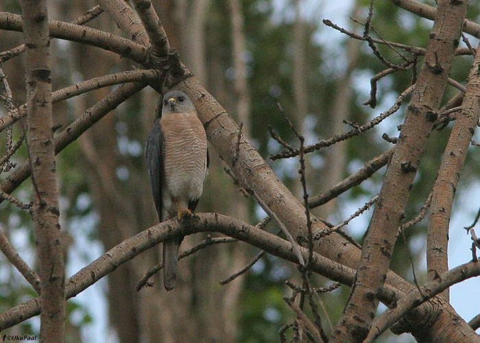 Stepi-raudkull (Accipiter brevipes)
Jerevan, juuli 2009

UP
Keywords: levant sparrowhawk