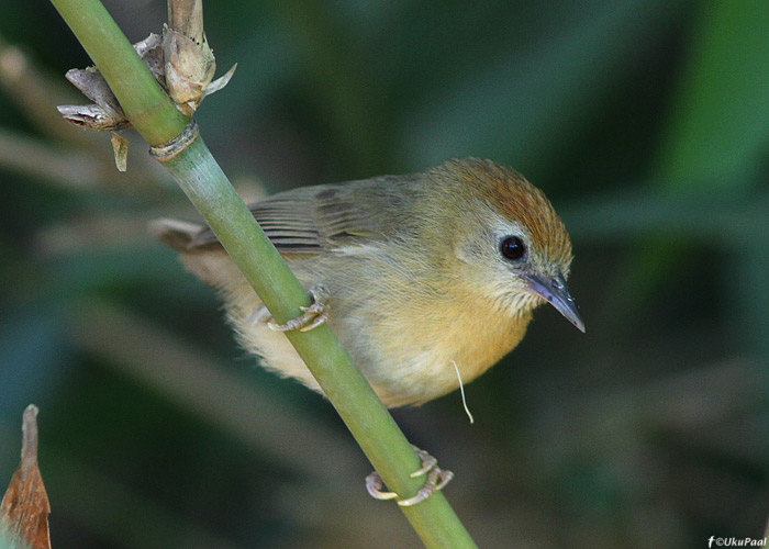 Stachyris rufifrons
Birma, jaanuar 2012

UP
Keywords: rufous-fronted babbler