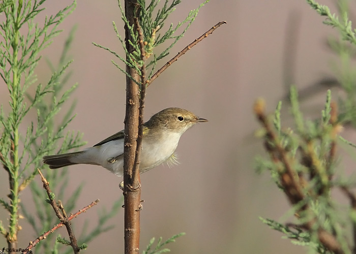 Lääne-lehelind (Phylloscopus bonelli)
Maroko, märts 2011

UP
Keywords: western bonelli's warbler