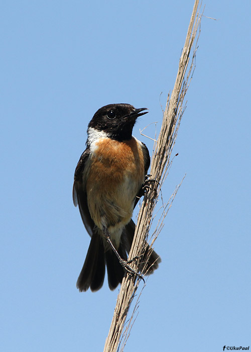 Kaelustäks (Saxicola torquata)
Maroko, märts 2011

UP
Keywords: stonechat