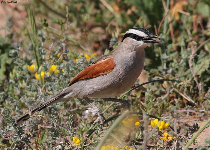 Mustkiird-tšagra (Tchagra senegala)
Maroko, märts 2011

UP
Keywords: Black-crowned Tchagra