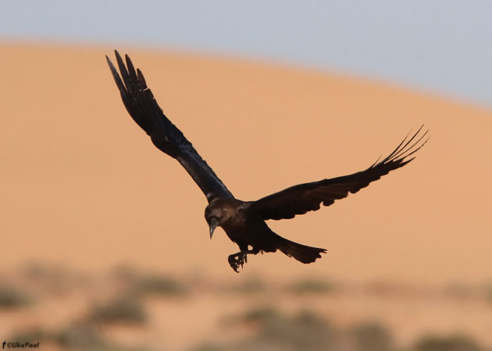 Kõrberonk (Corvus ruficollis)
Lääne-Sahara, märts 2011

UP
Keywords: brown-necked raven