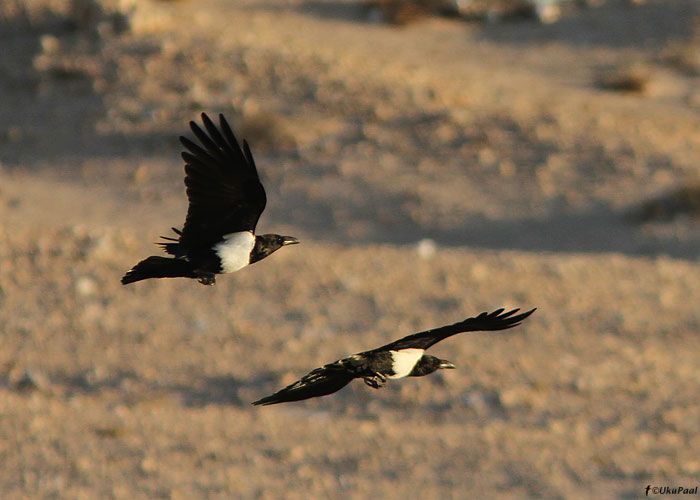 Pugalronk (Corvus albus)
Lääne-Sahara, märts 2011. Lääne-Palearktika ainuke paar!

UP
Keywords: pied crow