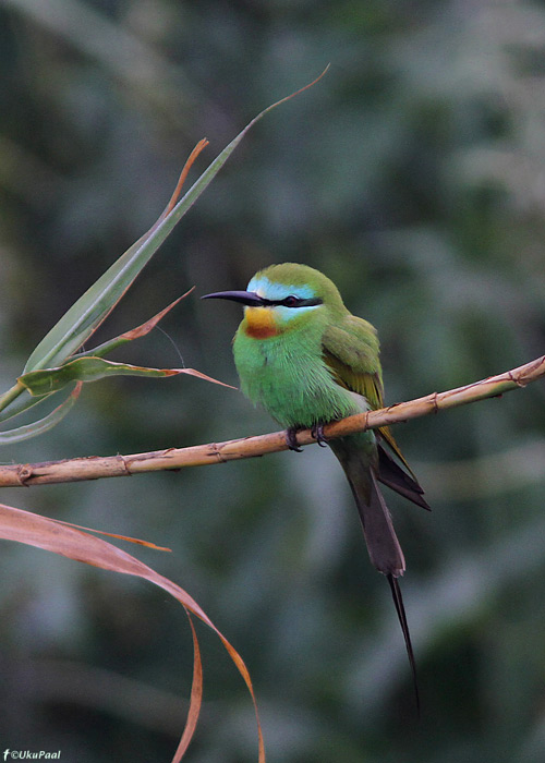 Rohe-mesilasenäpp (Merops persicus)
Maroko, märts 2011

UP
Keywords: blue-cheeked bee-eater