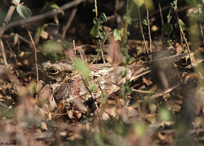 Džungli-öösorr (Caprimulgus asiaticus)
Birma, jaanuar 2012

UP
Keywords: indian nightjar