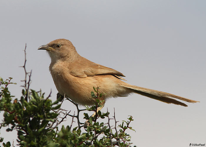 Sahara vadavilbas (Turdoides fulvus)
Lääne-Sahara, märts 2011

UP
Keywords: Fulvous Babbler