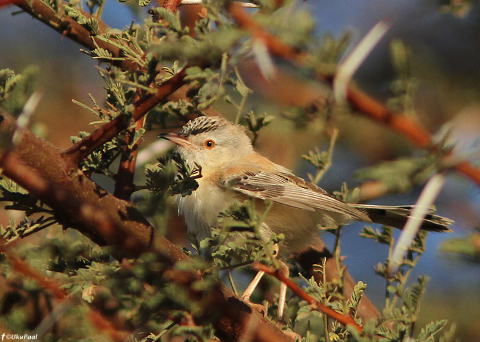 Spiloptila clamans
Aousserd, Lääne-Sahara, märts 2011

UP
Keywords: Cricket Warbler,