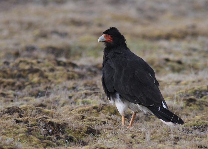 Mägikarakaara (Phalcoboenus megalopterus)
Peruu, sügis 2014

UP
Keywords: mountain caracara