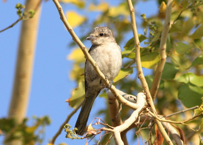 Valgelauk-õgija (Lanius nubicus)
Ofira Park, Eilat

Mariliis Märtson
