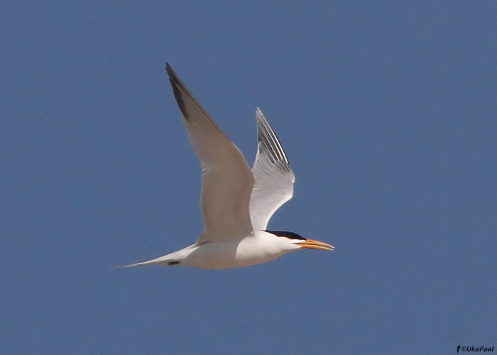 Kuningtiir (Sterna maxima)
Dakhla, Lääne-Sahara, märts 2011

UP
Keywords: royal tern