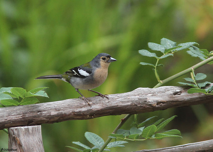 Metsvint (Fringilla coelebs maderensis) 
Madeira, august 2011. Kohalik metsvindi alamliik.

UP
Keywords: chaffinch