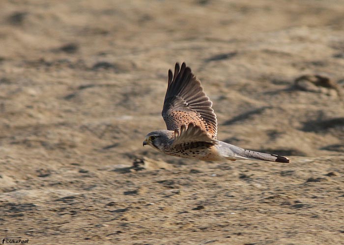 Tuuletallaja (Falco tinnunculus)
Birma, jaanuar 2012

UP
Keywords: common kestrel