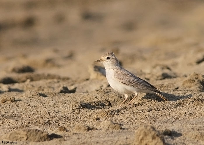 Calandrella raytal
Birma, jaanuar 2012

UP
Keywords: sand lark