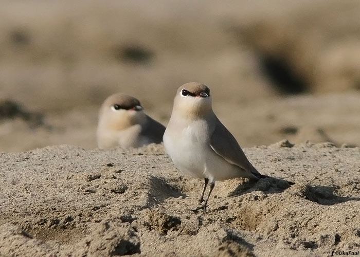 Väike-pääsujooksur (Glareola lactea)
Birma, jaanuar 2012

UP
Keywords: small pratincole