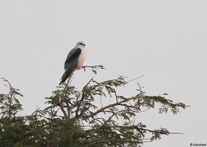 Hõbehaugas (Elanus caeruleus)
Birma, jaanuar 2012

UP
Keywords: black-shouldered kite