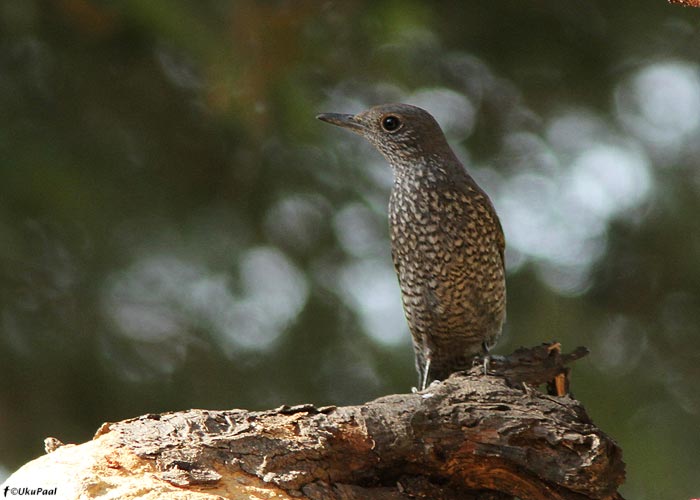 Sinirästas (Monticola solitarius)
Birma, jaanuar 2012

UP
Keywords: blue rock thrush