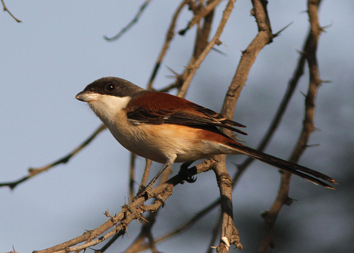 Indohiina õgija (Lanius collurioides)
Birma, jaanuar 2012

UP
Keywords: burmese shrike