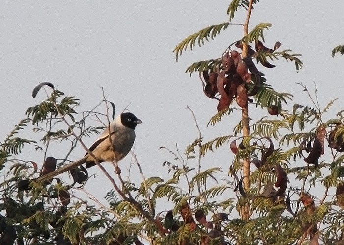 Hall-pisiharakas (Crypsirina cucullata)
Birma endeem.

Birma, jaanuar 2012

UP
Keywords: hooded treepie