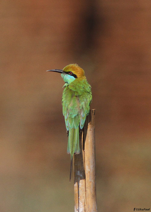 Väike-mesilasenäpp (Merops orientalis)
Birma, jaanuar 2012

UP
Keywords: little green bee eater